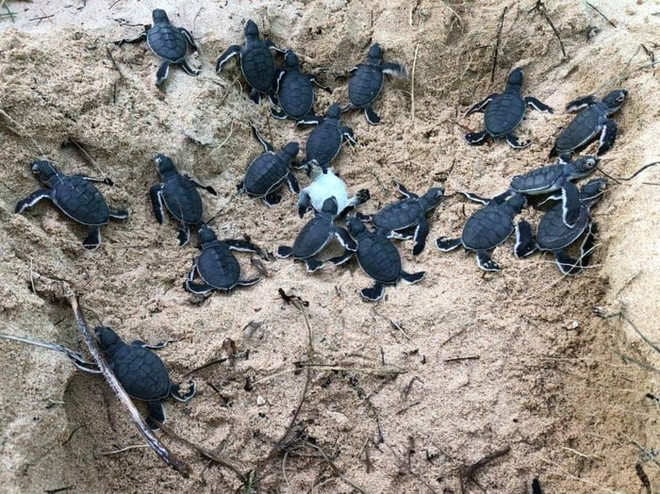 Liberan en provincia vietnamita 45 tortugas bebés en la naturaleza ảnh 1 Liberan en provincia vietnamita 45 tortugas bebés en la naturaleza ảnh 1