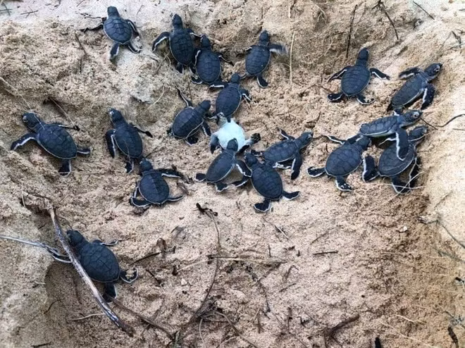 Liberan en provincia vietnamita 45 tortugas bebés en la naturaleza ảnh 1