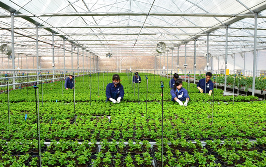 Provincia vietnamita de Hau Giang impulsa cooperación con Corea del Sur ảnh 1