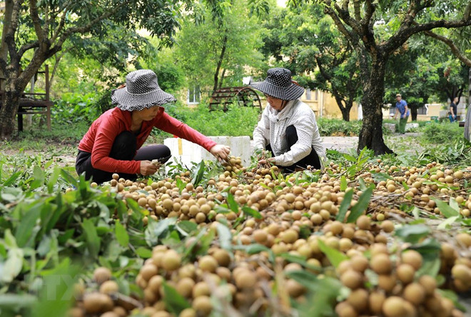 Buscan ampliar oportunidades para la exportación del longan de Vietnam ảnh 1