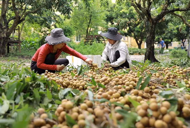 Buscan ampliar oportunidades para la exportación del longan de Vietnam ảnh 1