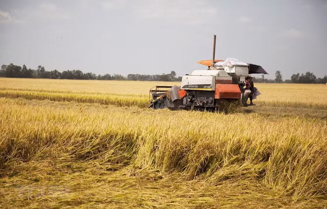 Vietnam supera a Tailandia en valor de exportaciones arroceras ảnh 1