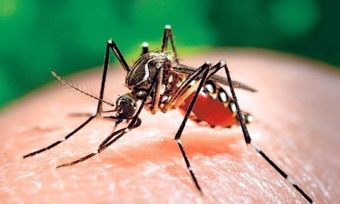 Provincia vietnamita fortalece la prevención y el control del chikungunya, el dengue y el zika ảnh 1