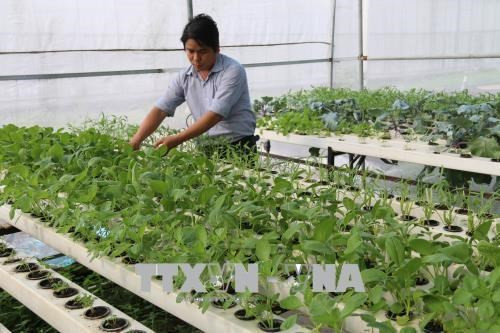 Provincia vietnamita de Tien Giang impulsa reestructuración agrícola ảnh 1 Provincia vietnamita de Tien Giang impulsa reestructuración agrícola ảnh 1