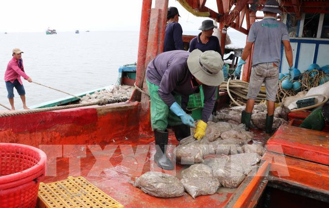 Provincia vietnamita se incorpora al combate contra pesca ilegal ảnh 1 Provincia vietnamita se incorpora al combate contra pesca ilegal ảnh 1