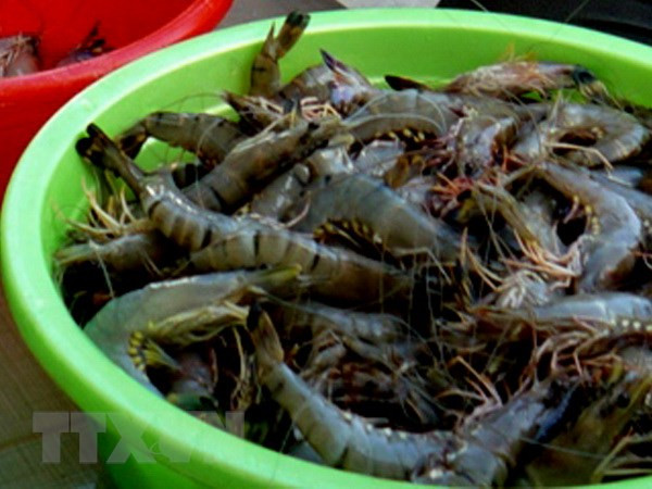 Caen los precios del camarón del Delta del Mekong a causa del COVID-19 ảnh 1