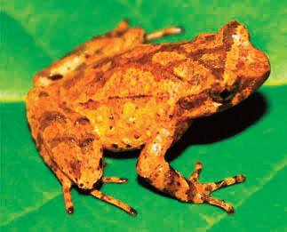 Descubren en provincia vietnamita nueva especie de sapo ảnh 1 Descubren en provincia vietnamita nueva especie de sapo ảnh 1