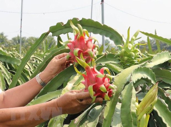 Exporta Vietnam frutas a China mediante trenes con contenedores refrigerados ảnh 1 Exporta Vietnam frutas a China mediante trenes con contenedores refrigerados ảnh 1