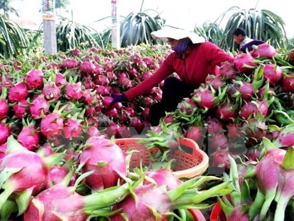 Vietnam busca exportar más verduras y frutas a China ảnh 1