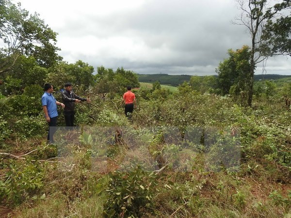 Política de entrega de tierras y bosques de Vietnam muestra alta eficiencia ảnh 1