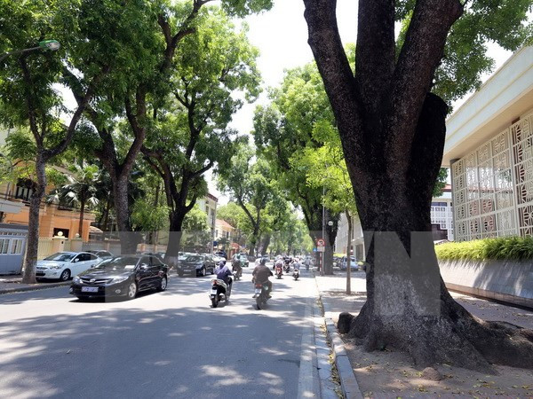 Hanoi prioriza la plantación de árboles ảnh 1 Hanoi prioriza la plantación de árboles ảnh 1