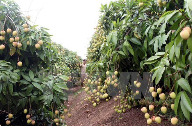 Provincia norvietnamita promueve inversiones en zonas agrícolas de alta tecnología ảnh 1 Provincia norvietnamita promueve inversiones en zonas agrícolas de alta tecnología ảnh 1