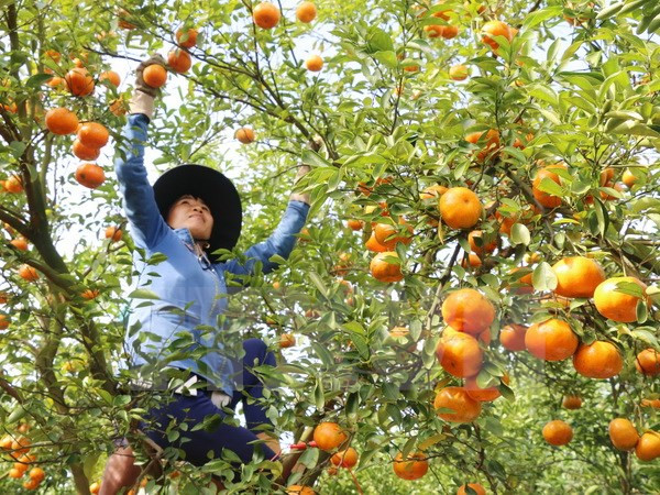 Japón por impulsar cooperación con ciudad vietnamita en agricultura ảnh 1 Japón por impulsar cooperación con ciudad vietnamita en agricultura ảnh 1