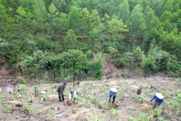 Provincias altiplánicas vietnamitas impulsan reforestación ảnh 1 Provincias altiplánicas vietnamitas impulsan reforestación ảnh 1