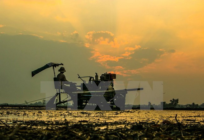 Indonesia ofrece asistencia financiera millonaria para desarrollo frutícola ảnh 1