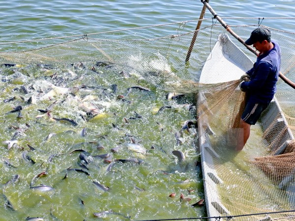 Vietnam lanza nuevo programa para monitorear pescados exportados a EE.UU. ảnh 1 Vietnam lanza nuevo programa para monitorear pescados exportados a EE.UU. ảnh 1