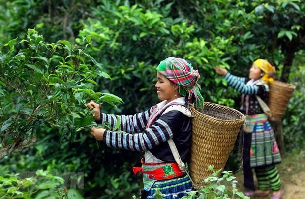 Empresas vietnamitas sellan contrato millonario para exportación de té a Malasia ảnh 1