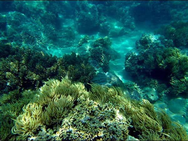 Buscan recuperar coral mediante arrecifes artificiales en costa de Vietnam ảnh 1 Buscan recuperar coral mediante arrecifes artificiales en costa de Vietnam ảnh 1