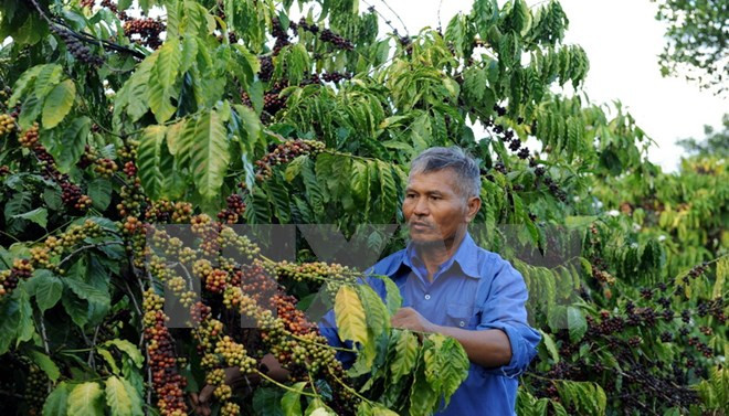 Sector cafetero de Vietnam apunta seis mil millones USD de exportación en 2030 ảnh 1