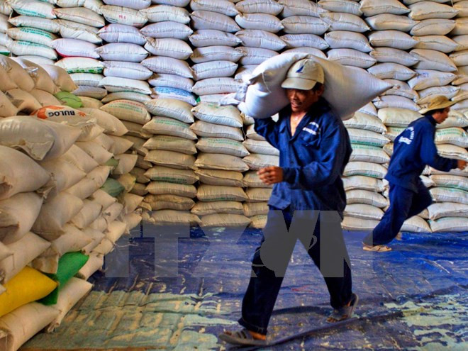 Fuerte reducción de las exportaciones del arroz de Vietnam ảnh 1 Fuerte reducción de las exportaciones del arroz de Vietnam ảnh 1