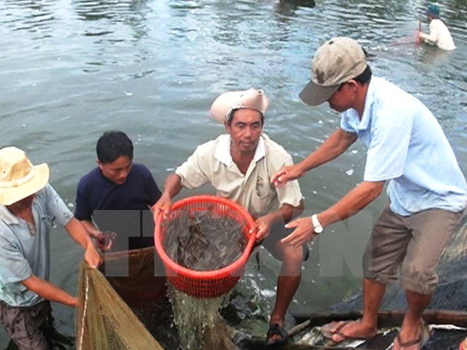 Provincia de Vietnam impulsa cultivo ecológico de camarones ảnh 1