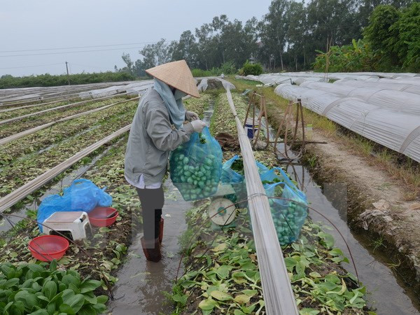 Vietnam promueve el papel de campesinado en la reestructuración agrícola ảnh 1 Vietnam promueve el papel de campesinado en la reestructuración agrícola ảnh 1