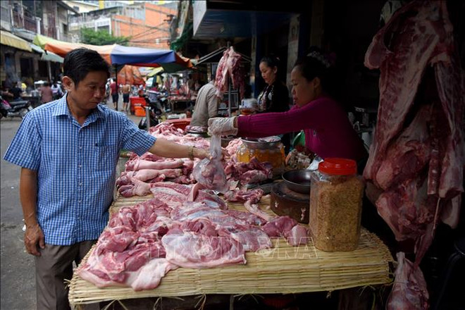 Avanza en Camboya epidemia de peste porcina africana ảnh 1 Avanza en Camboya epidemia de peste porcina africana ảnh 1