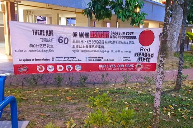 Alcanzan nivel récord los casos semanales de dengue en Singapur ảnh 1 Alcanzan nivel récord los casos semanales de dengue en Singapur ảnh 1