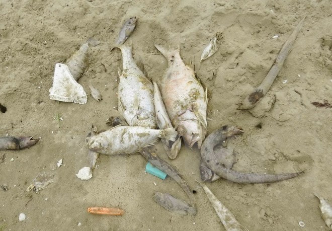Premier traza directivas para aclarar muerte masiva de peces en costa central ảnh 1 Premier traza directivas para aclarar muerte masiva de peces en costa central ảnh 1