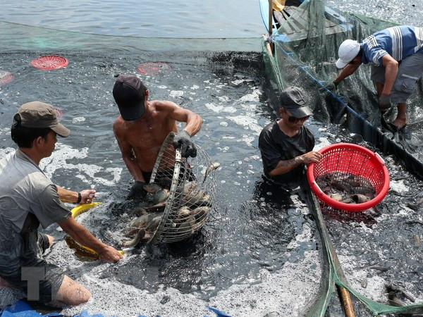 Provincia vietnamita de Dak Lak emite plan de protección sanitaria de especies acuícolas ảnh 1 Provincia vietnamita de Dak Lak emite plan de protección sanitaria de especies acuícolas ảnh 1