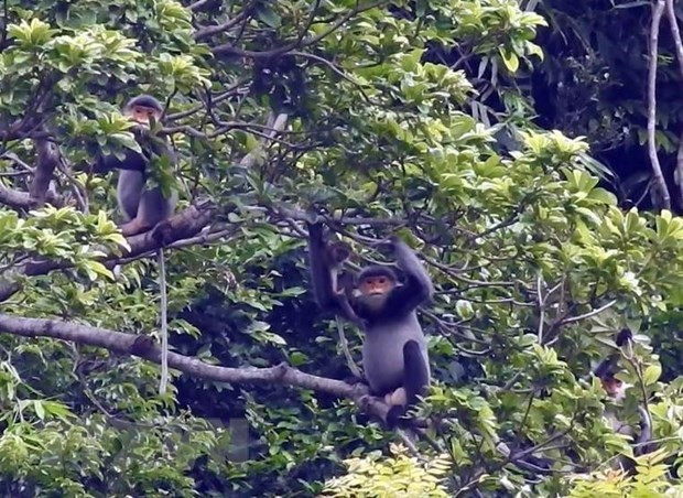 Lanzan programa juvenil sobre protección de primates en Vietnam ảnh 1 Lanzan programa juvenil sobre protección de primates en Vietnam ảnh 1