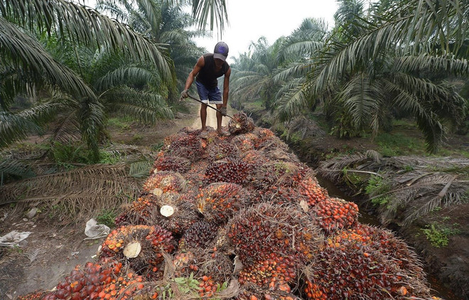  Indonesia presenta demanda al OMC contra la UE por su política sobre aceite de palma ảnh 1