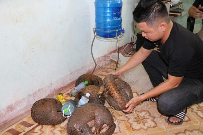 Rescatan en provincia vietnamita animales en peligro de extinción ảnh 1 Rescatan en provincia vietnamita animales en peligro de extinción ảnh 1