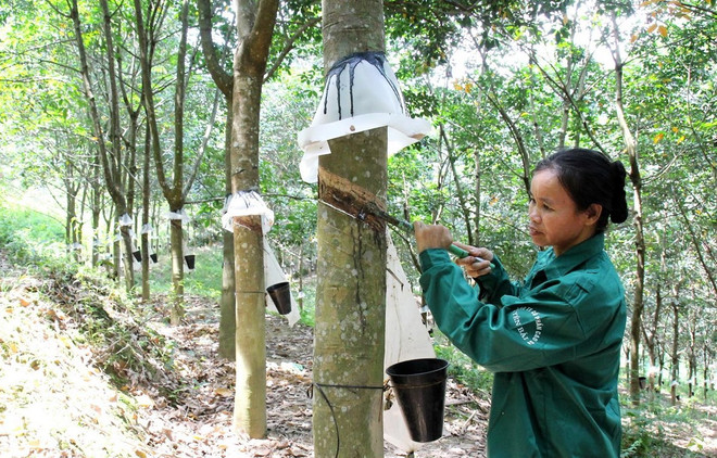 Supera valor de exportaciones vietnamitas de caucho los dos mil millones de dólares ảnh 1 Supera valor de exportaciones vietnamitas de caucho los dos mil millones de dólares ảnh 1