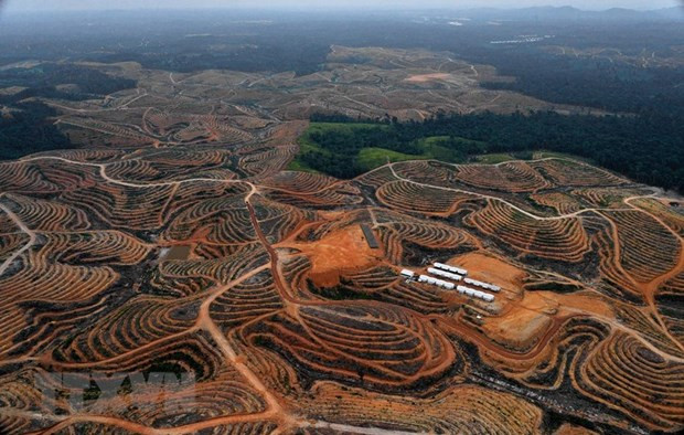 Nueva capital de Indonesia será provincia autónoma ảnh 1 Nueva capital de Indonesia será provincia autónoma ảnh 1