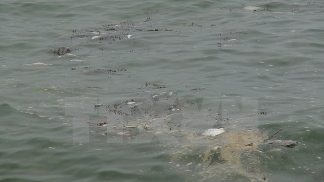 Proponen ayuda alimentaria y financiera para afectados por muerte masiva de peces ảnh 1 Proponen ayuda alimentaria y financiera para afectados por muerte masiva de peces ảnh 1