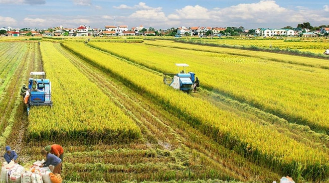 Desarrollo económico del delta de Mekong: Integración multivalor en industria de arroz ảnh 1 Desarrollo económico del delta de Mekong: Integración multivalor en industria de arroz ảnh 1