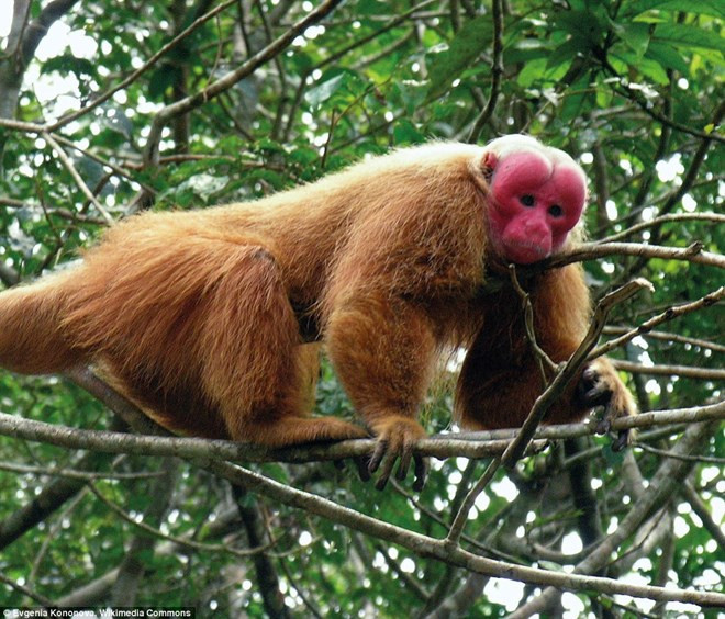 Retornan a la naturaleza en Vietnam a un macaco rabón ảnh 1 Retornan a la naturaleza en Vietnam a un macaco rabón ảnh 1
