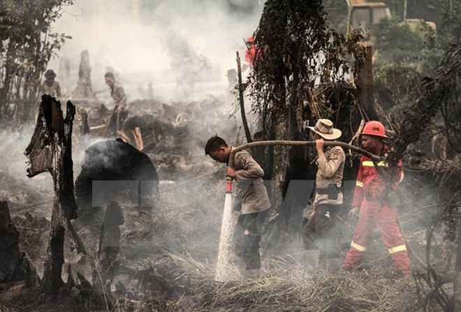 Indonesia registra 65 zonas en peligro de incendios forestales ảnh 1