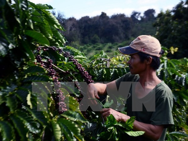 Incrementa Vietnam exportación de café en primeros ocho meses ảnh 1