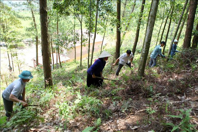 Provincia vietnamita de Kien Giang en alerta por posibles incendios forestales ảnh 1 Provincia vietnamita de Kien Giang en alerta por posibles incendios forestales ảnh 1