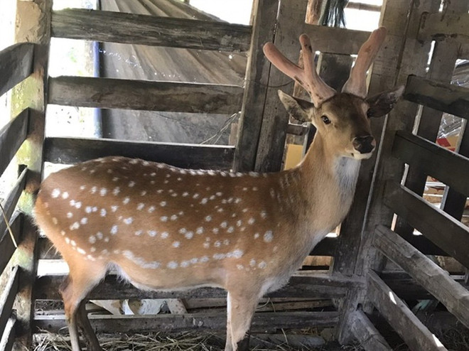Reconoce Vietnam la indicación geográfica al asta de ciervo de Huong Son ảnh 1 Reconoce Vietnam la indicación geográfica al asta de ciervo de Huong Son ảnh 1