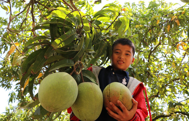 Aumenta Vietnam sus exportaciones de mangos ảnh 1 Aumenta Vietnam sus exportaciones de mangos ảnh 1