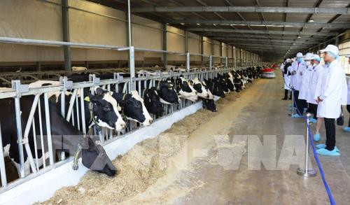 Inauguran la granja lechera más grande de Vietnam ảnh 1 Inauguran la granja lechera más grande de Vietnam ảnh 1