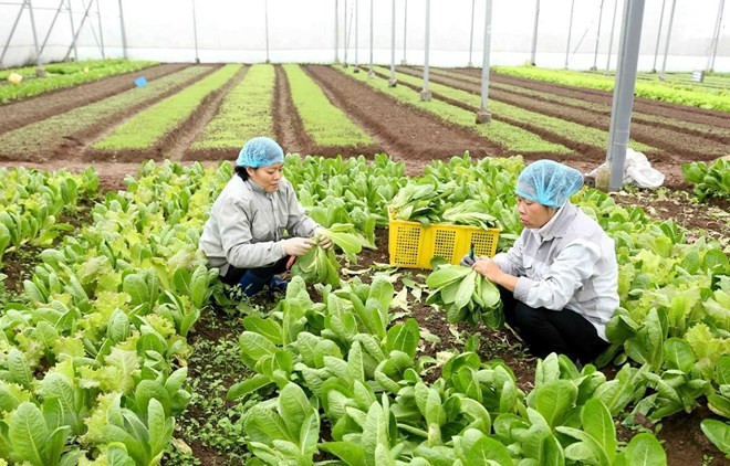 Planifica Vietnam llegar en 2020 a cinco mil millones de dólares en exportación de frutas y verduras ảnh 1 Planifica Vietnam llegar en 2020 a cinco mil millones de dólares en exportación de frutas y verduras ảnh 1