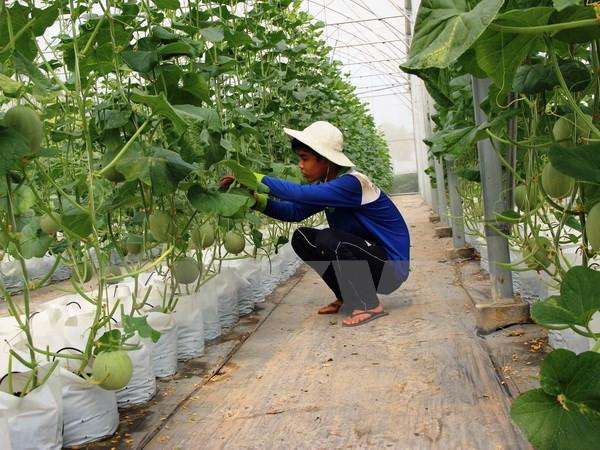 Construirán en provincia sudvietnamita fábrica de procesamiento de frutas ảnh 1 Construirán en provincia sudvietnamita fábrica de procesamiento de frutas ảnh 1