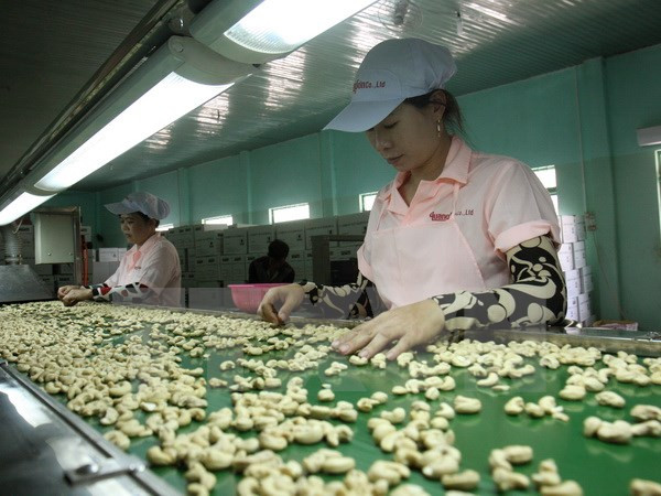 Vietnam prevé ingreso multimillonario de exportaciones de anacardo ảnh 1 Vietnam prevé ingreso multimillonario de exportaciones de anacardo ảnh 1