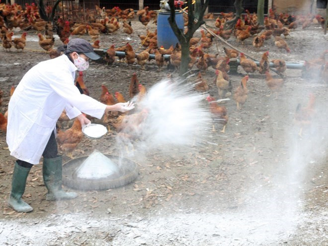 Vietnam intensifica medidas preventivas contra gripe aviar ảnh 1 Vietnam intensifica medidas preventivas contra gripe aviar ảnh 1