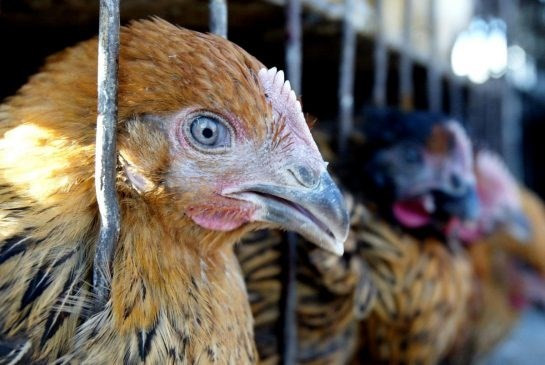 Vietnam extrema medidas contra la penetración de gripe aviar altamente patógena ảnh 1 Vietnam extrema medidas contra la penetración de gripe aviar altamente patógena ảnh 1