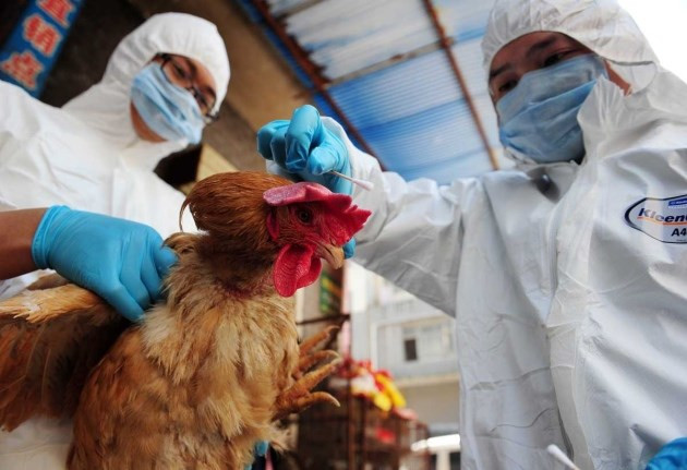 Vietnam implementa medidas preventivas contra gripe aviar A/H7N9 ảnh 1 Vietnam implementa medidas preventivas contra gripe aviar A/H7N9 ảnh 1